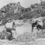 ΣΩΡΟΣ ΣΤΗΝ ΑΚΡΗ ΤΟΥ ΑΜΠΕΛΙΟΥ