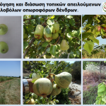 τοπικες ποικ
