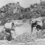 ΛΙΑΣΙΜΟ ΣΤΑΦΥΛΙΩΝ ΔΕΚΑΕΤΙΑ 50