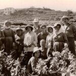 ΣΑΜΙΩΤΙΚΟΣ ΤΡΥΓΟΣ_ΦΩΤΟ 1950