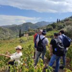 ΣΑΜΙΑΚΟΣ ΑΜΠΕΛΩΝΑΣ TERROIR