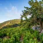 ΑΜΠΕΛΟΤΟΠΙΑ (2)